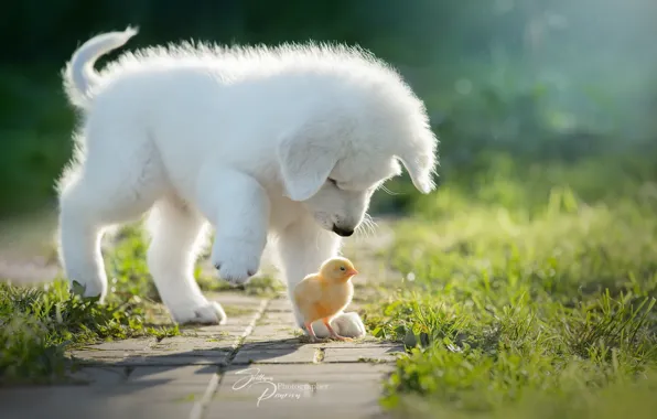 Картинка собака, щенок, птенец, цыплёнок, знакомство, Светлана Писарева
