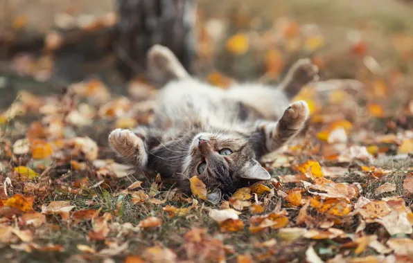 Картинка осень, кот, листья, Наталья, cat, autumn, leaves