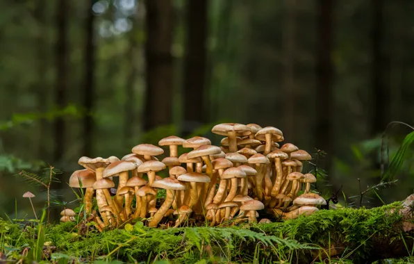 Картинка лес, грибы, мох