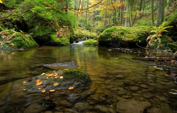 Картинка лес, Чехия, речка