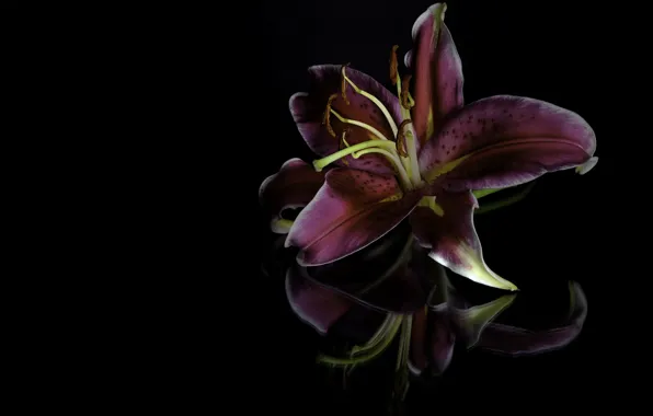 Картинка цветок, темный фон, лилия