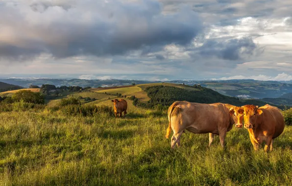Картинка зелень, поле, животные, лето, трава, взгляд, облака, свет, пейзаж, горы, холмы, две, даль, вечер, коровы, …