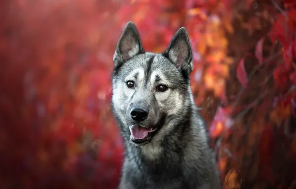 Картинка осень, язык, взгляд, морда, листья, фон, волк, портрет, собака, щенок, серая, молодой, пёс, боке, подросток, …