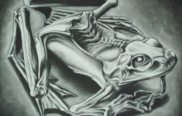 Картинка 1946, Mumified Frog, Maurits Cornelis Escher