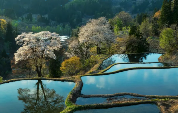 Картинка вода, деревья, пейзаж, природа, весна, Япония, сакура, цветение, рисовые террасы