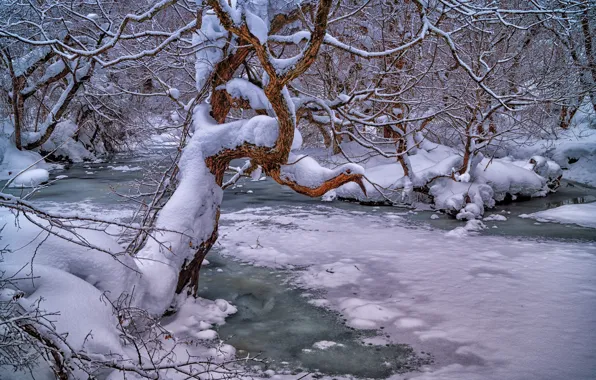 Картинка зима, лес, снег, деревья, ветки, река, Япония