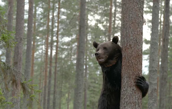Картинка лес, деревья, медведь, Топтыгин