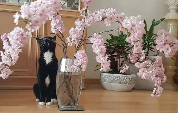 Картинка кошки, цветы, розовый, сакура