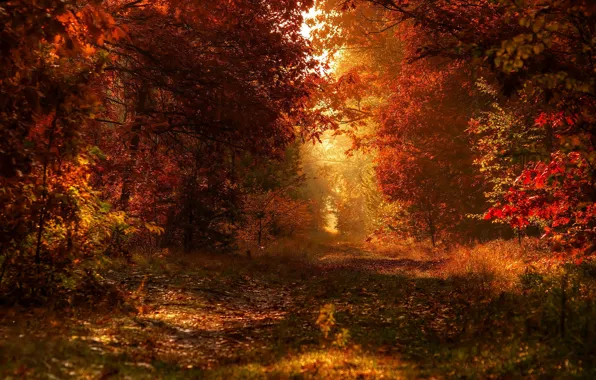Картинка осень, лес, боке