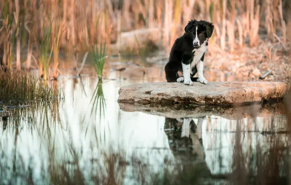 Картинка трава, вода, отражение, камень, собака, малыш, щенок, водоем, бордер-колли