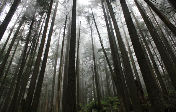 Картинка лес, деревья, природа, Canada, British Columbia, North Vancouver, Capilano