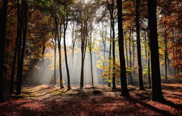 Картинка осень, лес, листья, деревья, light, sunshine, forest, лучи света, park, autumn, leaves, tree, scenery