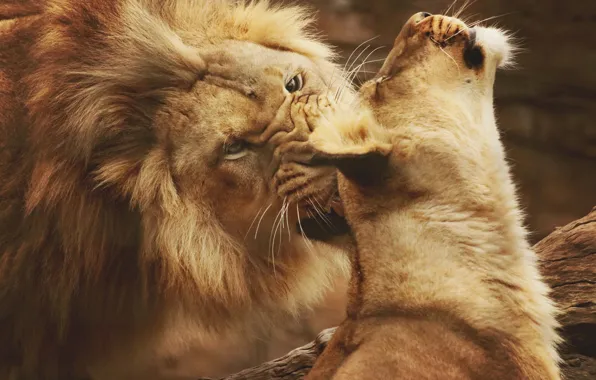 Картинка любовь, хищники, лев, дикие кошки, львы, львица