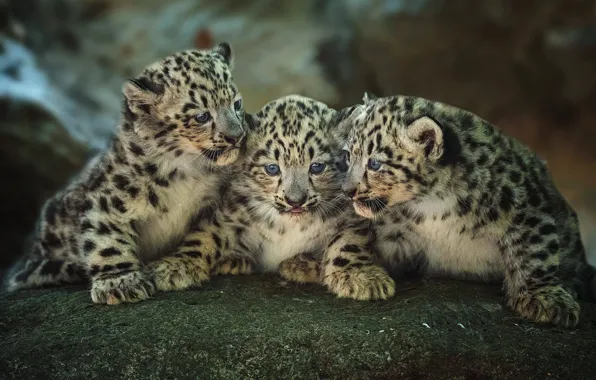Картинка котята, малыши, трио, леопарды, детёныши, троица