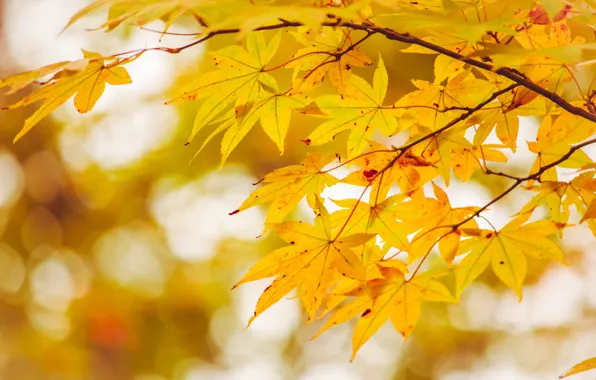 Картинка осень, листья, дерево, colorful, клен, autumn, leaves, maple