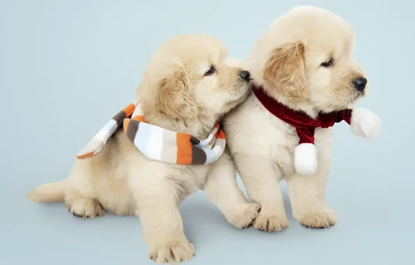 Картинка собака, Новый Год, Рождество, щенок, лабрадор, Christmas, puppy, dog, New Year, cute, Merry