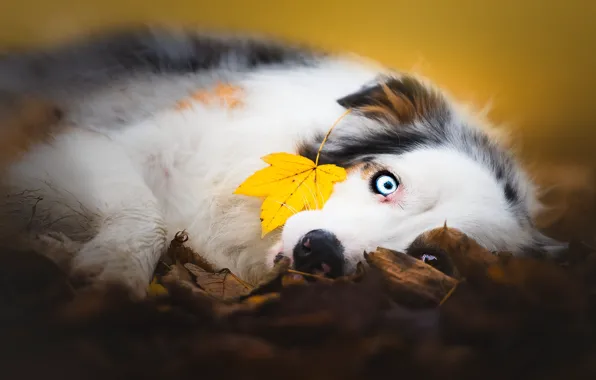 Картинка осень, взгляд, морда, листья, желтый, природа, фон, настроение, листва, листок, портрет, собака, лапы, лежит, голубые …
