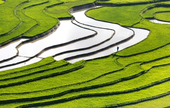 Картинка поле, вода, зеленая трава, человек, рис, field, water, man, rice, green grass