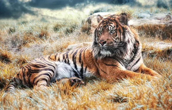 Картинка трава, взгляд, морда, свет, природа, тигр, поза, фон, лапы, лежит, дикая кошка, красавец