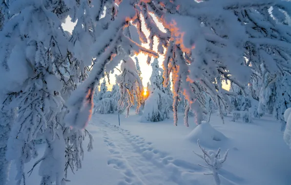 Картинка зима, солнце, лучи, снег, деревья, пейзаж, ветки, следы, природа, тропа, дорожка, сугробы