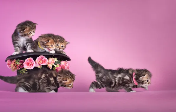 Картинка цветы, настроение, шляпа, котята, малыши, розовый фон