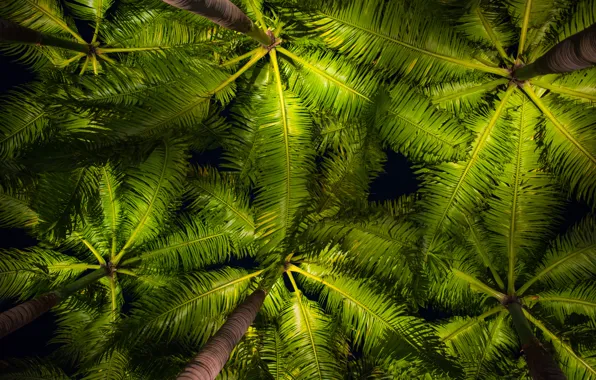 Картинка листья, пальмы, фон, green, кроны, background, leaves, palms, tropical