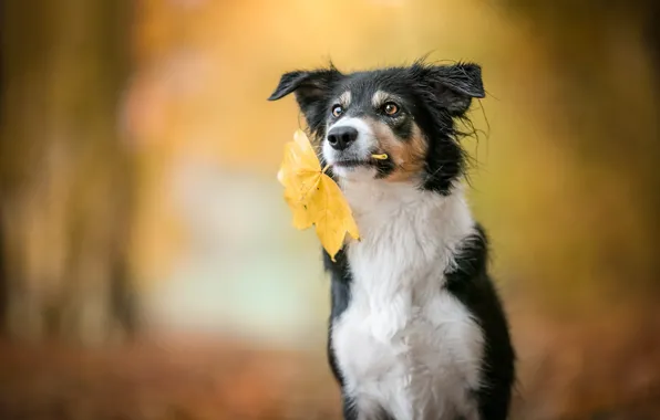 Картинка осень, взгляд, морда, природа, поза, лист, парк, фон, листок, черно-белая, портрет, собака, осенний