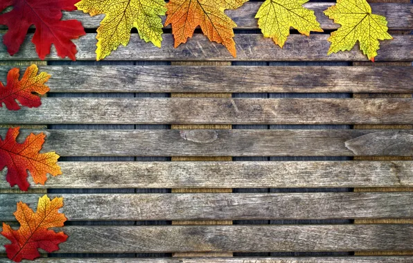 Картинка осень, листья, фон, дерево, colorful, клен, wood, background, autumn, leaves, осенние, maple