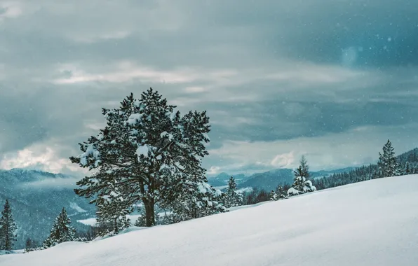 Картинка зима, снег, дерево, winter, snow, tree