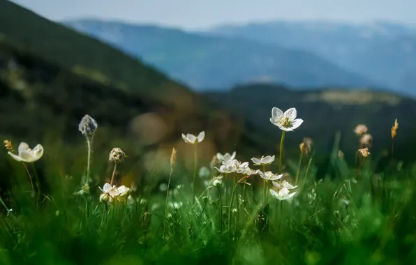 Картинка лето, трава, пейзаж, цветы, горы, природа, Tamas Hauk