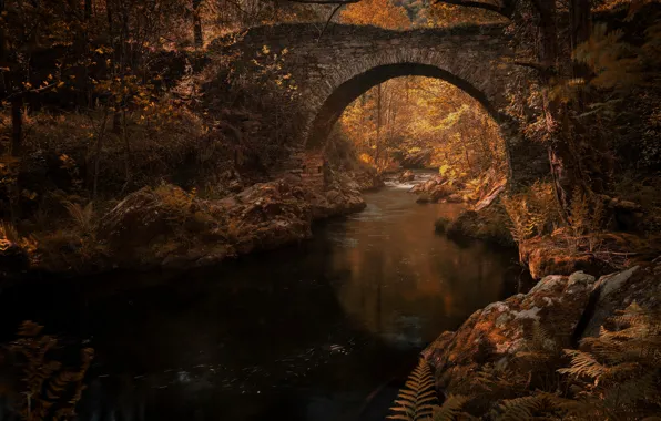 Картинка осень, листья, вода, свет, деревья, ветки, мост, отражение, река, ручей, камни, заросли, растительность, листва, канал, …