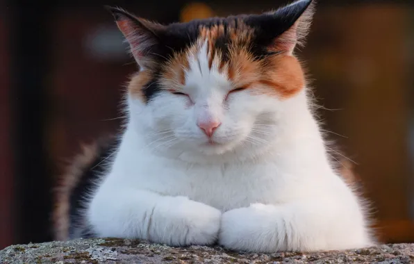 Картинка мордочка, дремлет, пятнистая кошка