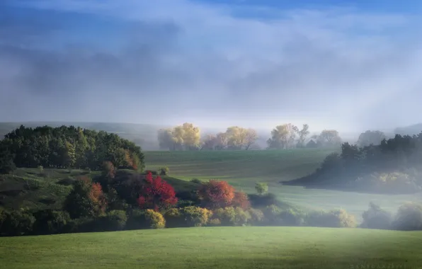 Картинка небо, трава, листья, облака, природа, туман, холмы, Деревья, Zan Foar