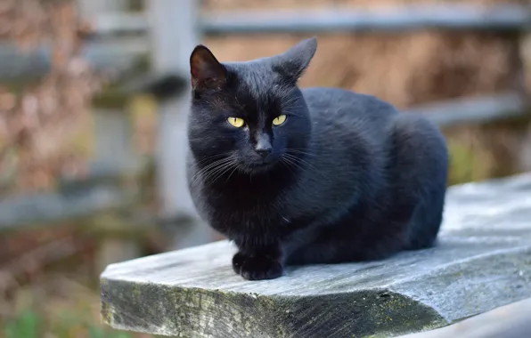 Картинка кошка, кот, взгляд, морда, скамейка, черный, забор, портрет, двор, доска, сидит, деревянная, боке, размытый фон, …