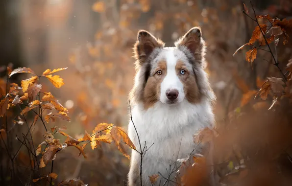 Картинка осень, взгляд, морда, листья, ветки, портрет, собака, боке, Бордер-колли