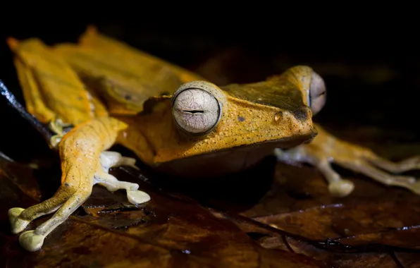 Картинка yellow, frog, leaf