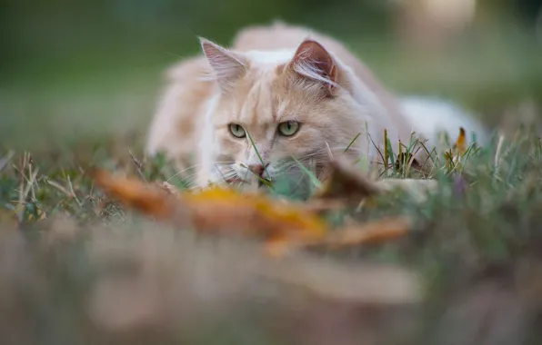 Картинка кошка, трава, кот, взгляд, мордочка, боке, котейка