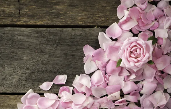 Картинка розы, лепестки, розовые, wood, pink, flowers, petals, roses