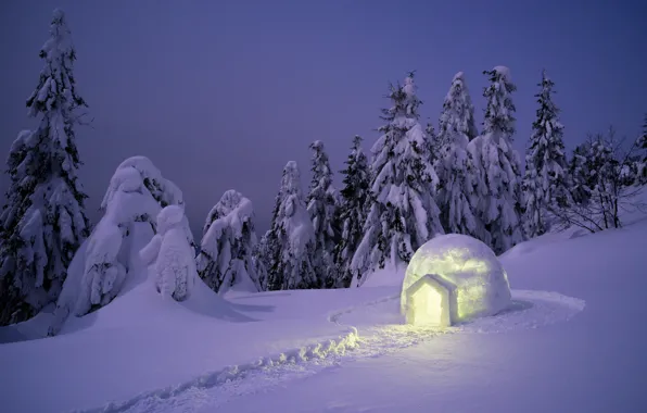 Картинка зима, снег, деревья, пейзаж, елки, forest, landscape, night, winter, snow, fir trees