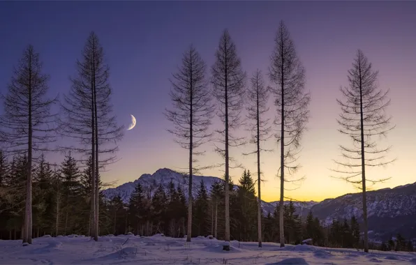 Картинка зима, лес, небо, свет, снег, деревья, горы, ночь, ветки, рассвет, стволы, луна, месяц, вечер, утро, …