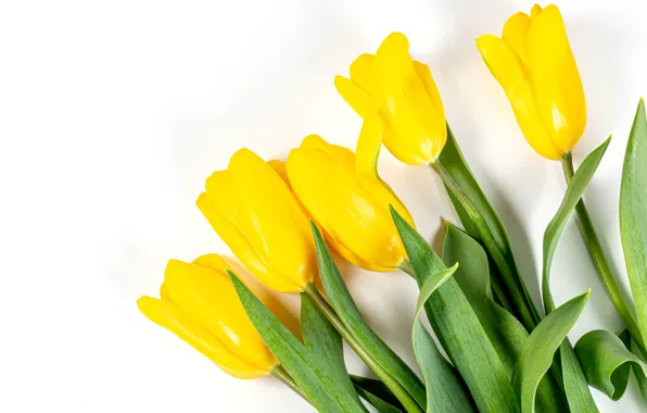 Картинка тюльпаны, белый фон, бутоны, жёлтые