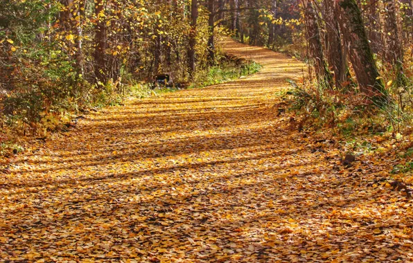 Картинка осень, листья, Лес, дорожка