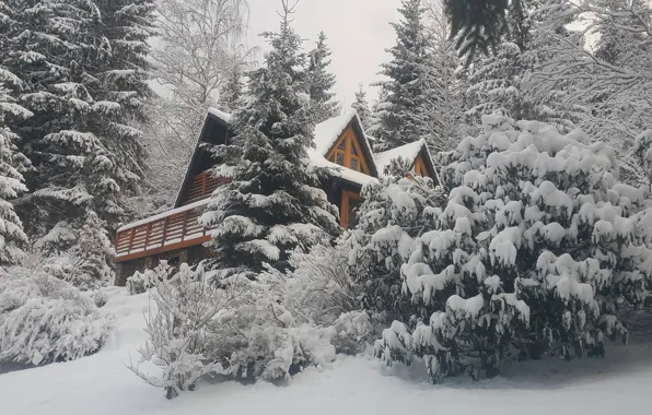 Картинка Природа, Зима, Снег, Nature, Winter, Snow, Snow trees, Снежные деревья, Winter house, Зимний дом