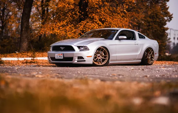 Картинка Mustang, Ford, autumn, Gold