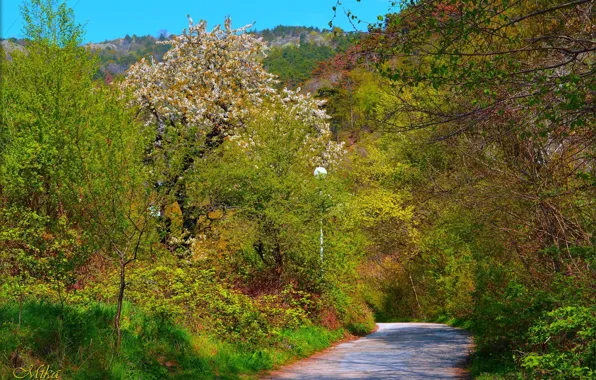 Картинка Дорога, Весна, Деревья, Spring, Цветение, Road, Trees, Flowering