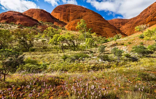 Картинка скалы, весна, Австралия, Национальный парк Улуру Ката-Тьюта