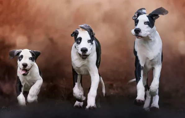 Картинка собаки, фон, щенок, семейка, троица
