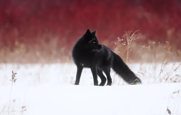 Картинка зима, снег, лиса, Чернобурая лисица