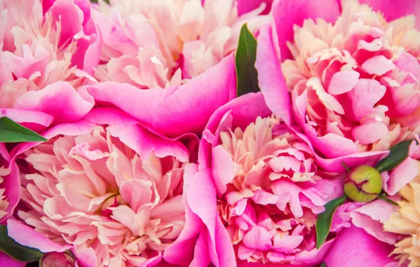 Картинка цветы, букет, розовые, pink, flowers, beautiful, пионы, peonies