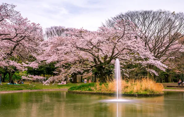 Картинка деревья, пруд, парк, Япония, сакура, Токио, фонтан, цветение, Yoyogi Park
